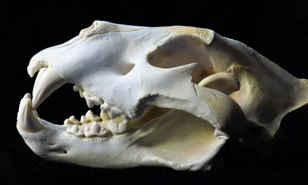  Jaw Joint of Carnivores