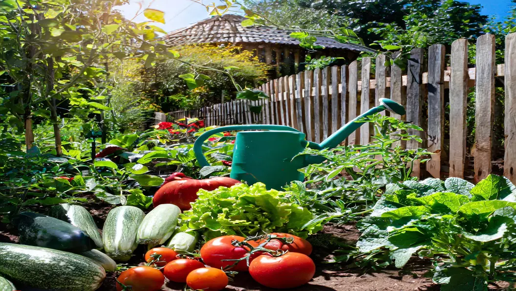 Understanding the Basics of a Vegan Garden