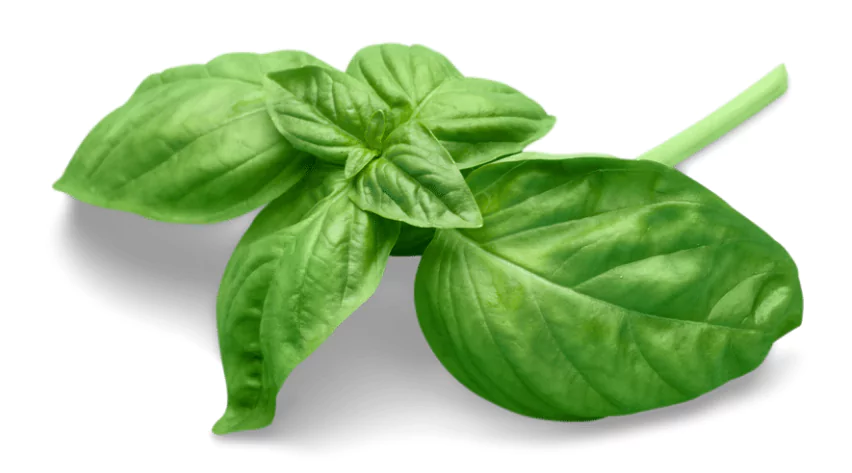 Basil