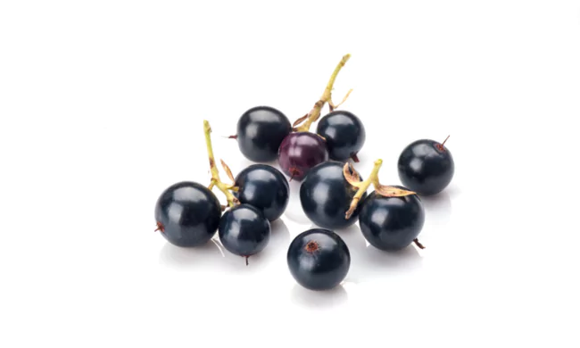 Elderberry