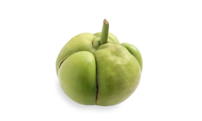 Elephant Apple