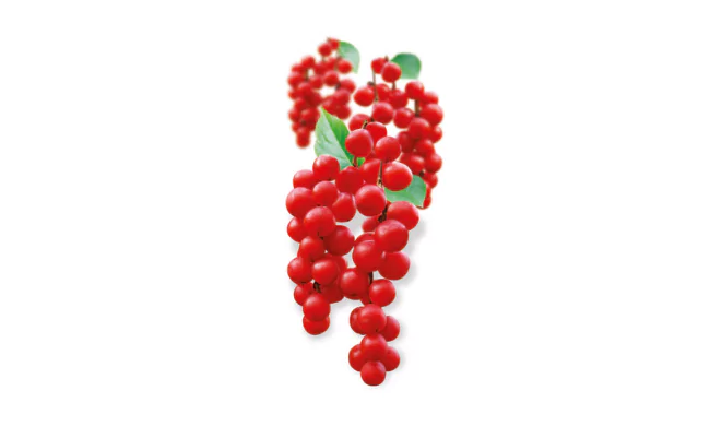 Five Flavor Berry