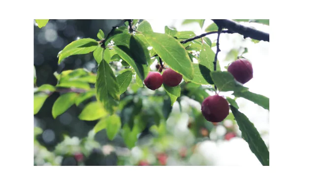 Flatwoods Plum