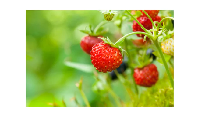 Forest Strawberries