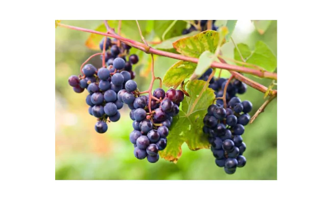 Fox Grape
