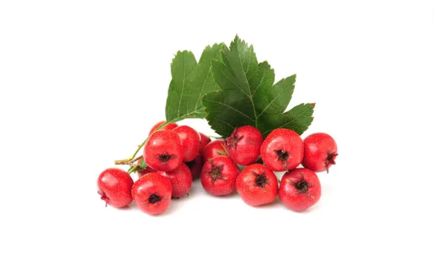 Hawthorn Fruit