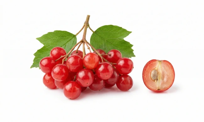 Highbush Cranberry