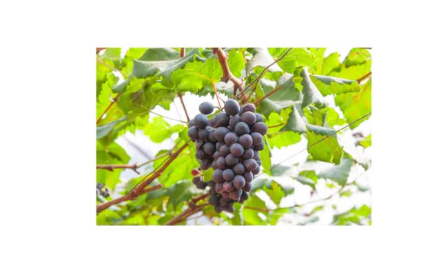 Vaccarese Grape
