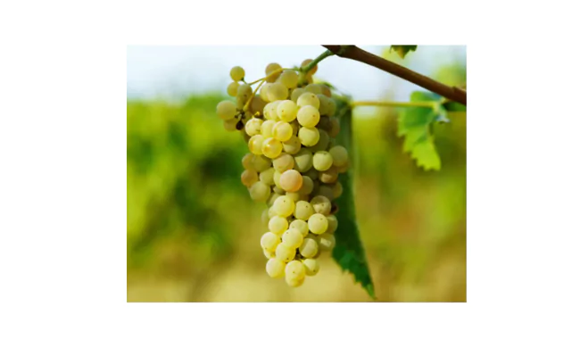 Vernaccia Grape
