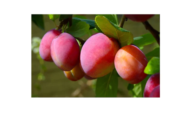 Victoria Plum