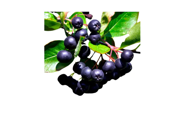 Chokeberry Fruit