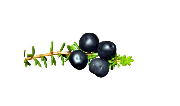 Crowberry Fruit