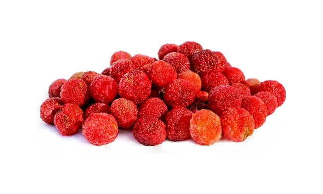 Red Bayberry