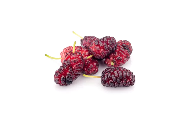 Red Mulberry