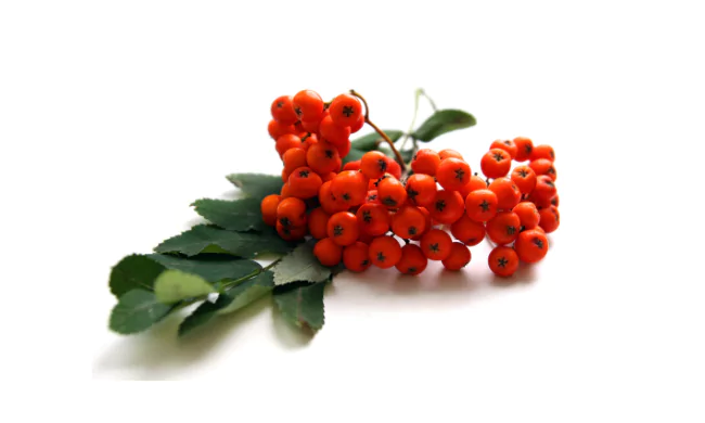 Rowanberry
