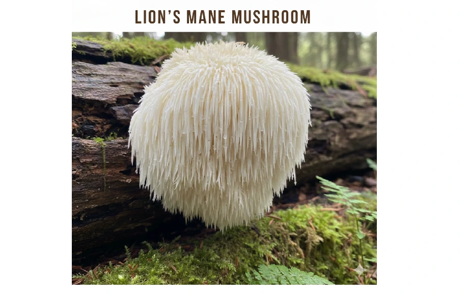 Lion’s Mane Mushroom