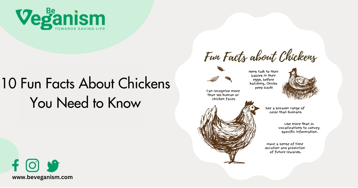 10 fun facts about chickens!